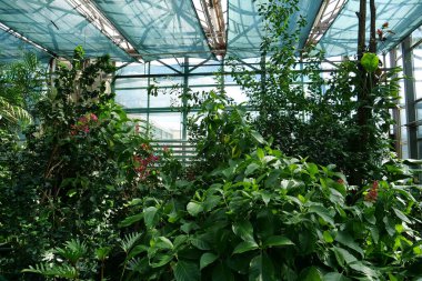 Cultivation and protection of rare plant species listed in the Red Book. Green young plants and trees grows in hothouse. Ensuring the survival of rare plant species