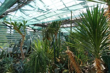 Healthy green trees grows in greenhouse, ecological balance of planet, natural clean production and nutrition