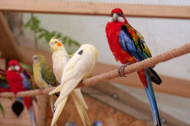 Parrots with colorful feathers sits on rope in the aviary