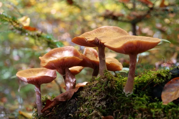 Cogumelos Amarelos Crescendo Floresta — Fotografia de Stock