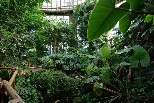 Piękne Zielone Tropikalne Rośliny Szklarni — Zdjęcie stockowe