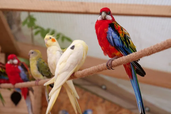 Papegojor Med Färgglada Fjädrar Sitter Rep Luftskeppet — Stockfoto