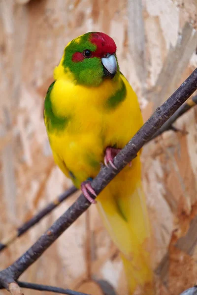 Papagaio Bonito Com Penas Amarelas Vermelhas Verdes Senta Ramo Olha — Fotografia de Stock