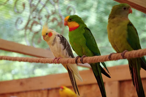 Perroquets Colorés Assis Sur Une Corde Dans Volière — Photo