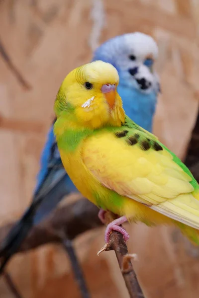 Papagaio Amarelo Bonito Senta Ramo Periquito Aviário Budgerigar Grama Ondulada — Fotografia de Stock