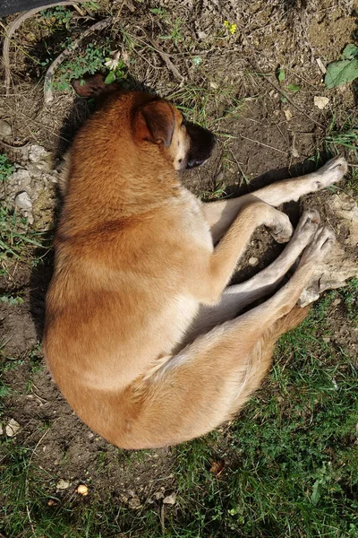 Funny Dog Sleeps Ground — Stockfoto