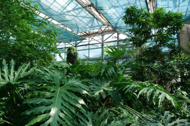 Green plants grows in greenhouse. Cultivation and protection of rare plant species listed in the Red Book. Green trees in hothouse, environmental safety and reliability