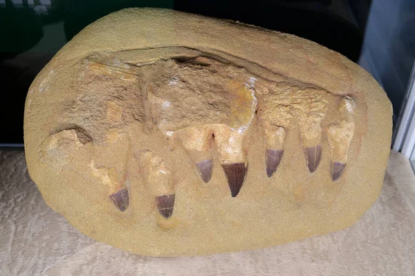 Real Mosasaurus Käke Från Khouribga Stad Marocko Västra Afrika — Stockfoto