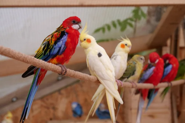 Beautiful Parrots Colorful Feathers Sits Rope — Stock Fotó