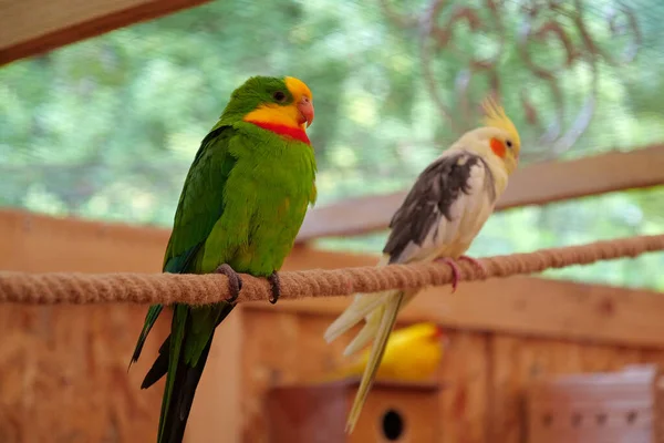Wielokolorowe Papugi Siedzą Linie Ptaszarni — Zdjęcie stockowe