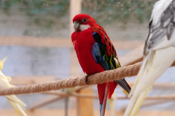 Πολύχρωμοι Παπαγάλοι Κάθονται Ένα Σχοινί Ένα Πτηνοτροφείο Για Πουλιά — Φωτογραφία Αρχείου