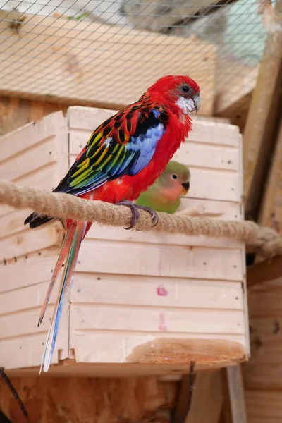 Beautiful Parrot Red Blue Black Green Feathers Sits Rope — Stockfoto