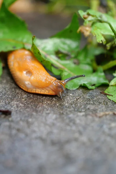 Yellow Slug Crawls Wet Asphalt Rain — Stock Photo, Image