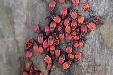 Firebugs, Pyrrhocoris apterus, is a common insect of family Pyrrhocoridae. Pyrrhocoris apterus is distributed throughout Palaearctic from Atlantic coast of Europe to northwest China clipart