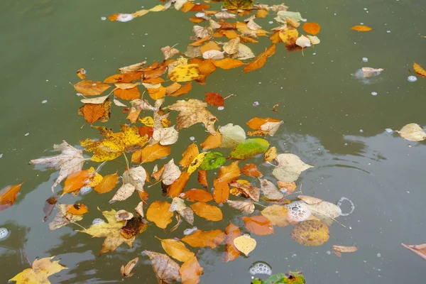 Осіннє Листя Дрейфує Річці — стокове фото