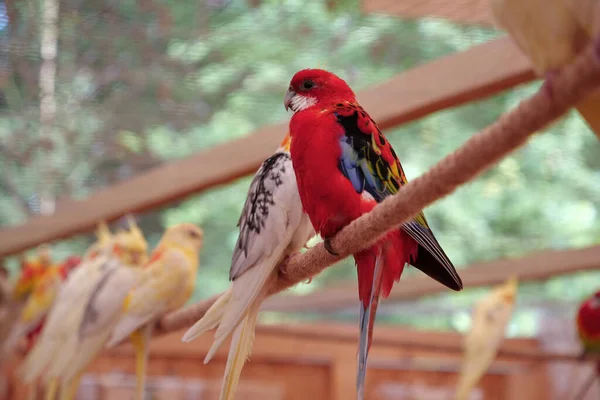 Meerkleurige Papegaaien Zitten Een Touw Volière — Stockfoto