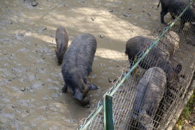 Hayvanat bahçesindeki yaban domuzları