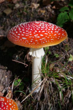 Büyük kırmızı sineklik sonbahar ağacında yetişir. Ormanın kalbinde resim gibi bir yer.