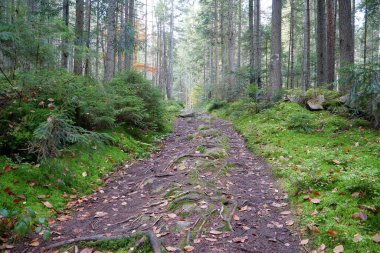 Karpat dağlarında güzel bir sonbahar ormanı. Ukrayna Karpatlarının şaşırtıcı doğası