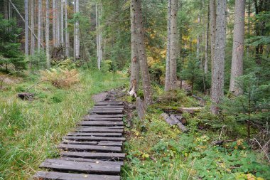 Karpat dağlarında güzel bir sonbahar ormanı. Ukrayna Karpatlarının şaşırtıcı doğası