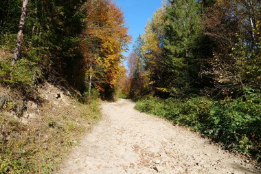 Karpat dağlarında güzel bir sonbahar ormanı. Ukrayna Karpatlarının şaşırtıcı doğası