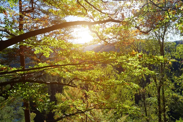 Schöner Sonnenuntergang Und Herbstgelbe Bäume Wiegen Sich Wind — Stockfoto