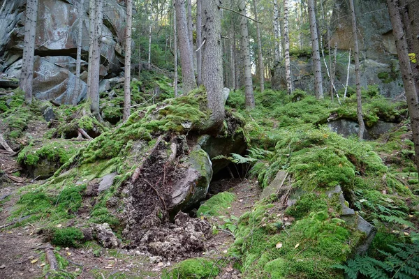 stock image Dovbush Rocks near Yaremche city, Ukraine. Dovbush path - route through wooded mountain slopes, rises up to rock massifs. Dovbush path was created in memory of great leader of Opryshky, Oleksa Dovbush