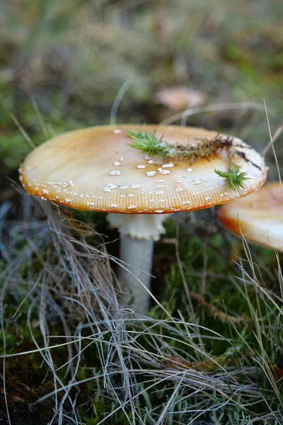 在森林的不适于食用蘑菇 — 图库照片