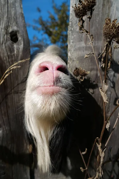 木製のフェンスの背後にあるヤギ — ストック写真