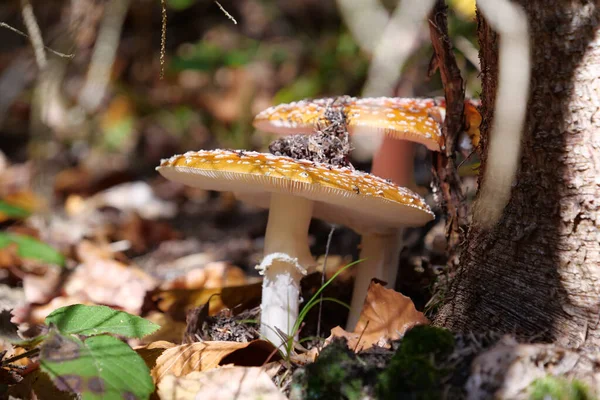 Ein Paar Schöner Aber Ungenießbarer Pilze Wächst Herbstwald — Stockfoto