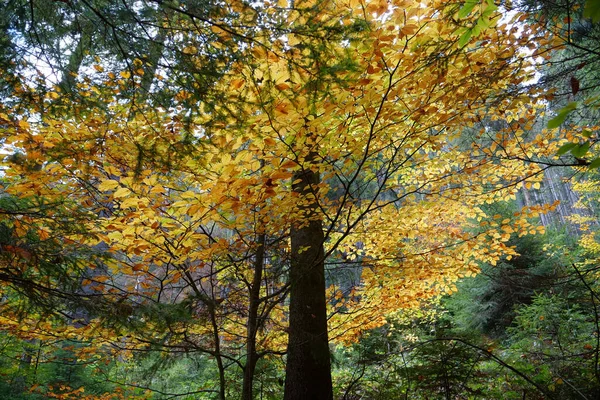 喀尔巴阡山脉美丽的秋天森林 乌克兰喀尔巴阡山脉的神奇性质 — 图库照片