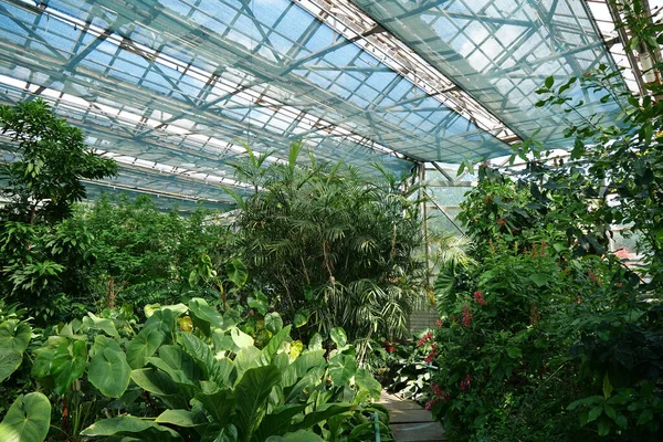 Sun Shines Plants Greenhouse Photosynthesis Plants Breeding New Plant Varieties — 스톡 사진