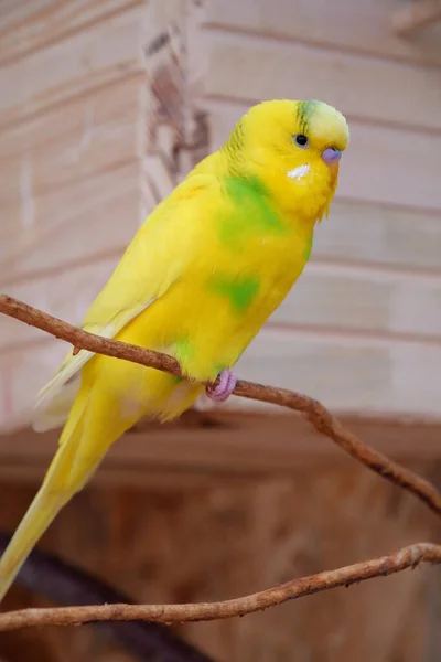 Parrot Yellow Green Feathers Sits Branch — Fotografia de Stock
