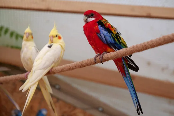 Colorful Parrots Sit Rope Aviary — Photo