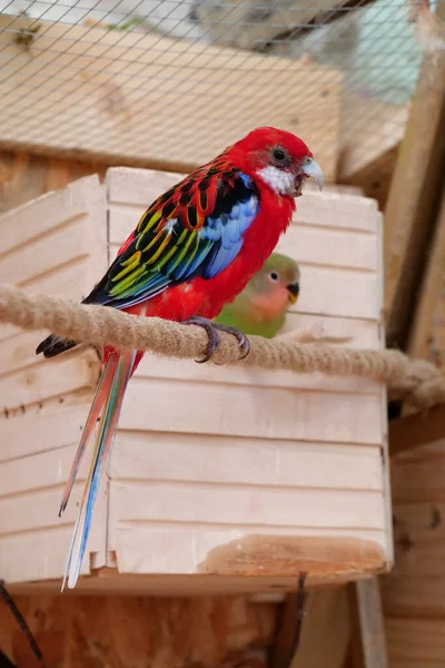 Beautiful multi-colored parrot opened its mouth and screams