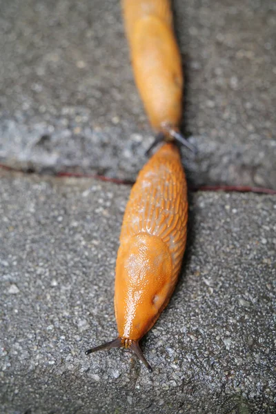 Couple Yellow Slugs Crawls Wet Road — Stock Photo, Image