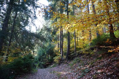 Karpat dağlarında güzel bir sonbahar ormanı. Ukrayna Karpatlarının şaşırtıcı doğası