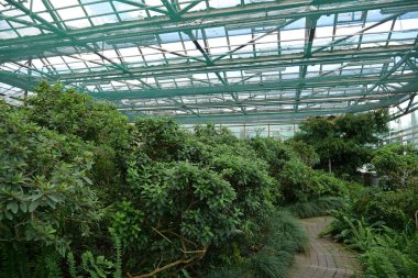 Cultivation and protection of rare plant species listed in the Red Book. Green young plants and trees grows in hothouse. Ensuring the survival of rare plant species
