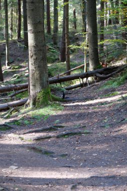 Dovbush yolu. Ormanlık dağ yamaçlarından geçerek Ukrayna 'nın Yaremche yakınlarındaki Dovbush Kayalıkları' na çıkıyor. Dovbush yolu Opryshky 'nin büyük lideri Oleksa Dovbush' un anısına yapıldı.