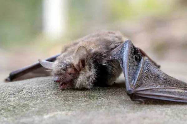 Νεκρή Νυχτερίδα Στο Δάσος — Φωτογραφία Αρχείου