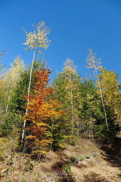 Schöner Herbstwald Den Karpaten Erstaunliche Natur Der Ukrainischen Karpaten — Stockfoto
