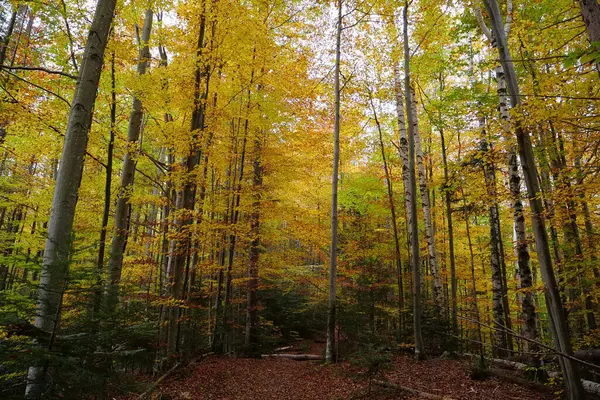Karpat Dağlarında Güzel Bir Sonbahar Ormanı Ukrayna Karpatlarının Şaşırtıcı Doğası — Stok fotoğraf