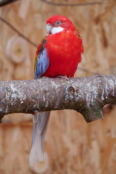 长着红 白羽毛的鹦鹉 半闭着眼坐在树上 — 图库照片