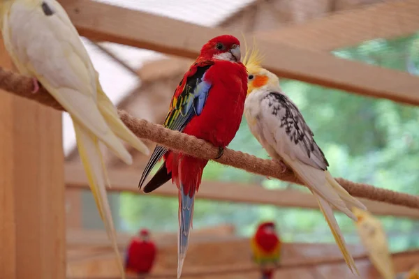 Prachtige Papegaaien Met Kleurrijke Veren Zitten Aan Een Touw — Stockfoto