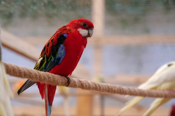 Parrots Colorful Feathers Sits Rope Aviary — Stock fotografie