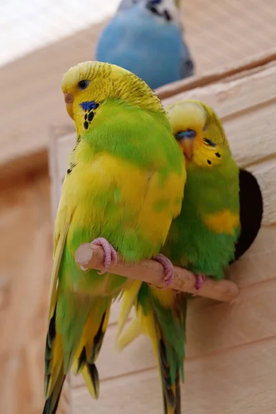 Multi Coloured Parrots Sits Birdhouse Budgerigar Undulated Grass Parakeet Melopsittacus — Stockfoto