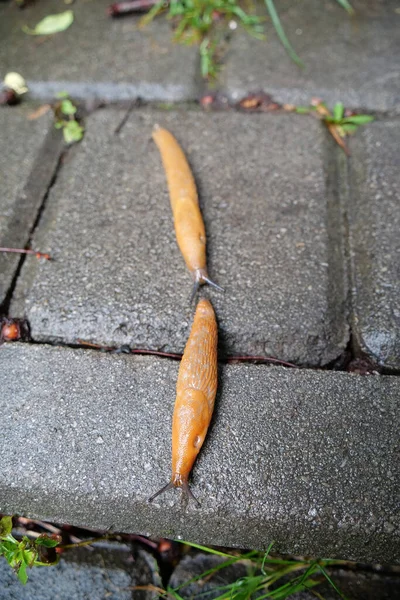 Pair Yellow Slugs Crawls Pavement City — Stock Photo, Image