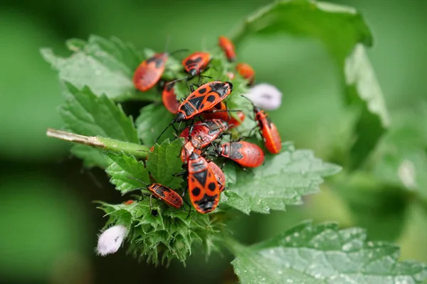 Firebugs Sedí Zeleném Keři Pyrrhocoris Apterus Běžný Hmyz Čeledi Pyrhocoridae — Stock fotografie
