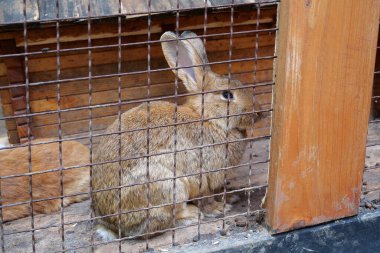 Kafesteki güzel tavşan.