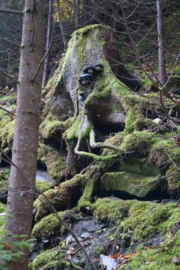 Karpat dağlarında güzel bir sonbahar ormanı. Ukrayna Karpatlarının şaşırtıcı doğası